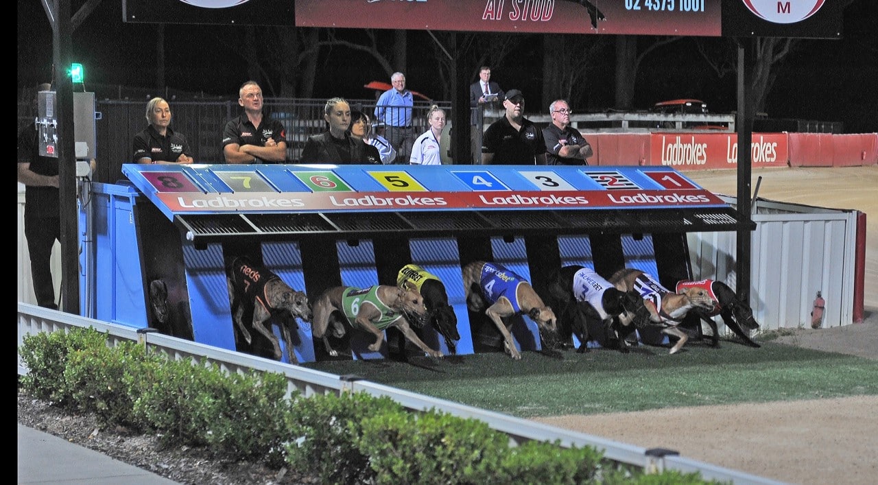 Gosford - NSW GBOTA - NSW Greyhound Breeders
