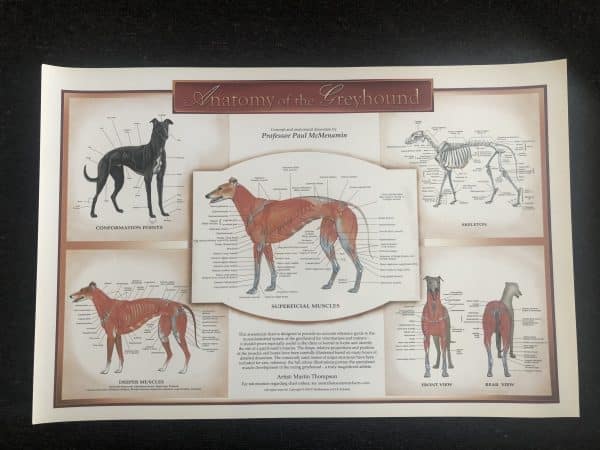 Anatomy Of The Greyhound Poster